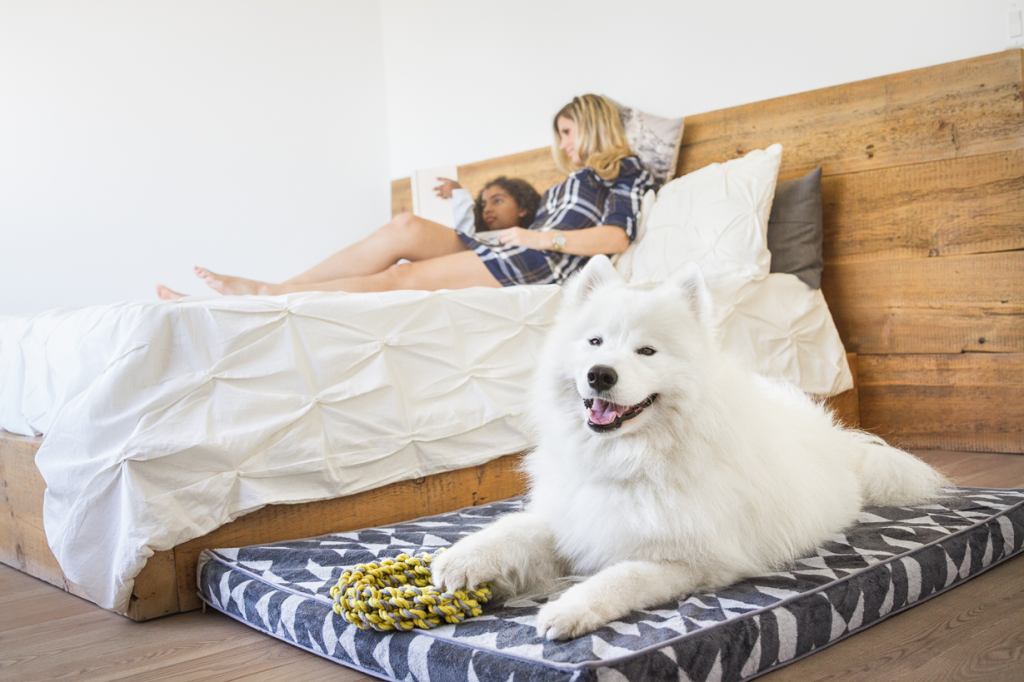 HOW TO CHOOSE THE BEST DOG BED?