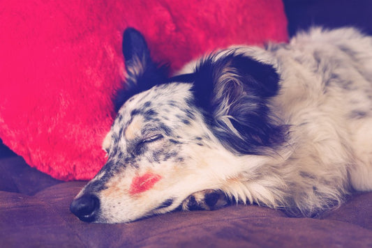 MY DOG… MY VALENTINE