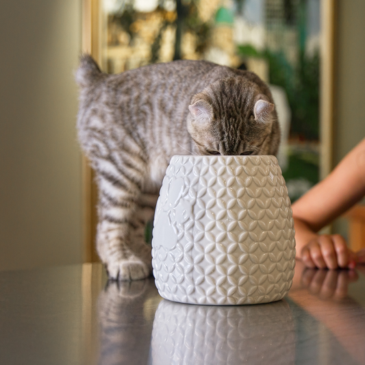 HOW TO EDUCATE A CAT – WHAT TO AVOID?