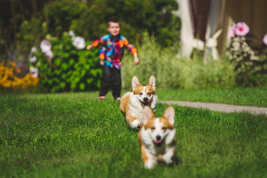 POTTY TRAIN A PUPPY IN 6 SIMPLE STEPS