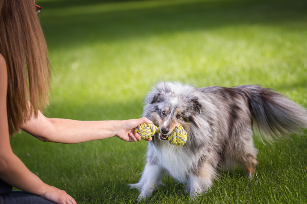 HOW TO PLAY WITH MY DOG OUTSIDE?