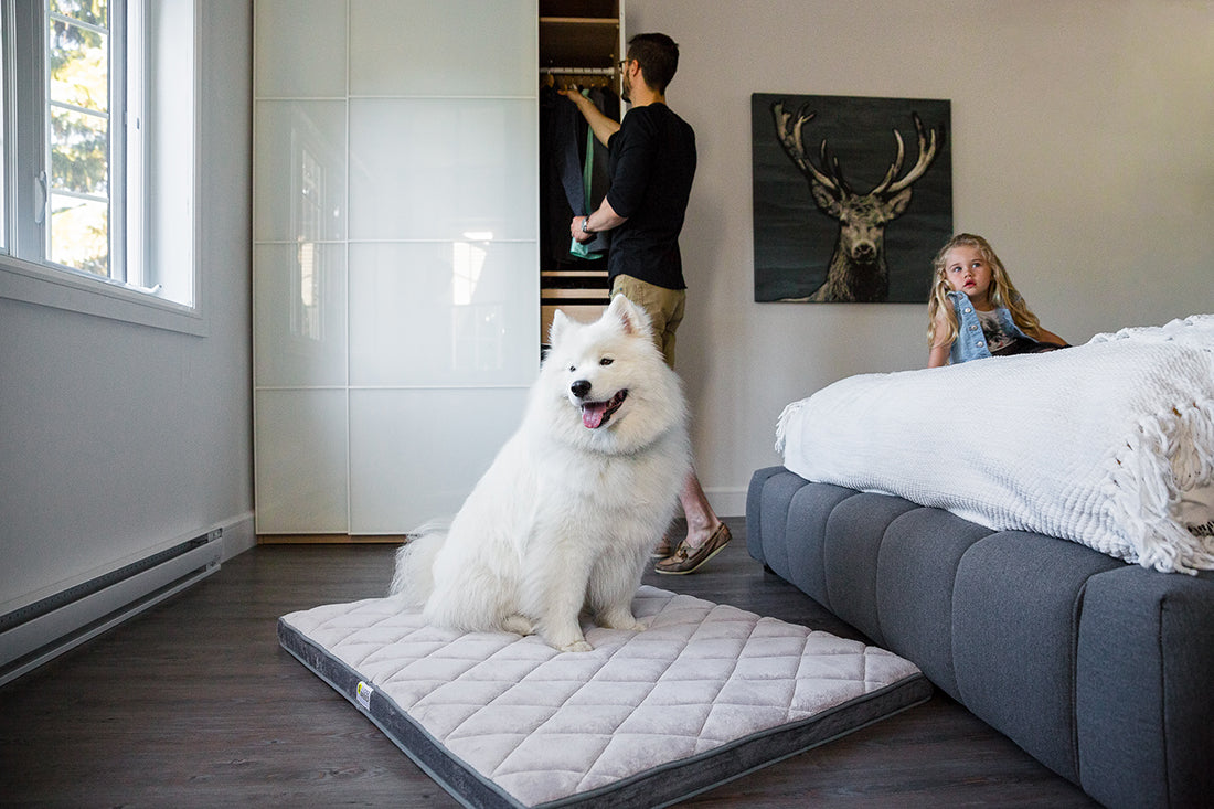 dog resting in bed