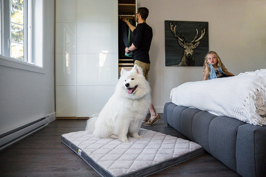 dog resting in bed
