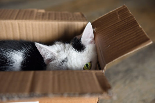 THE CAT’S COMFORT IS EASIER THAN WE THINK