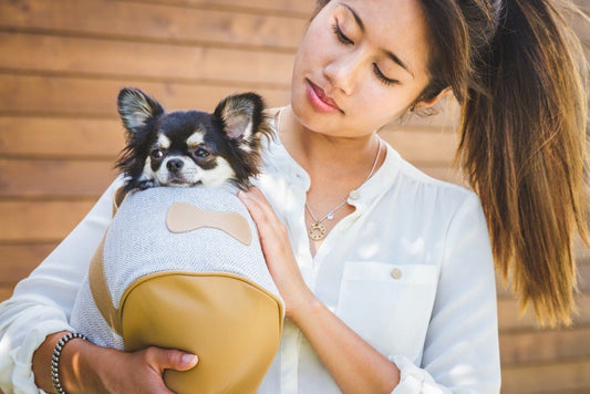 HOW TO CARRY YOUR DOG IN A V.I.P WAY?