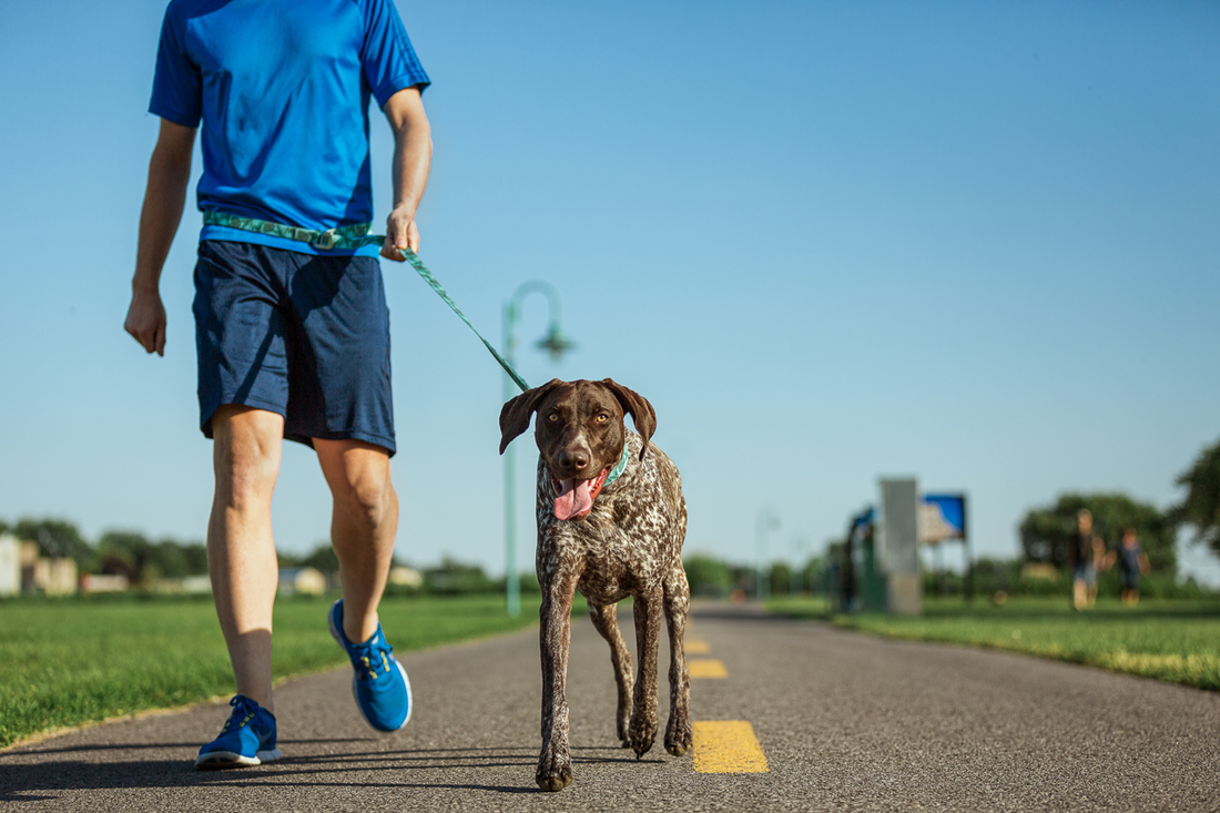 TIPS FOR BETTER DOG WALKS