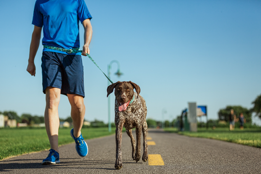 TIPS FOR BETTER DOG WALKS