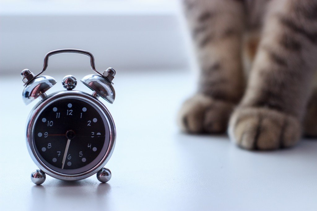 DO TIME CHANGES AFFECT YOUR CAT?