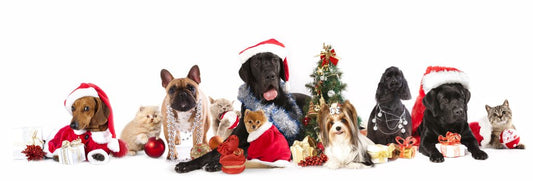 KEEP YOUR PET SAFE THIS CHRISTMAS