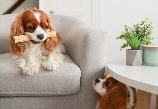 Mastering Dog Treats: BeOneBreed's Ultimate Guide