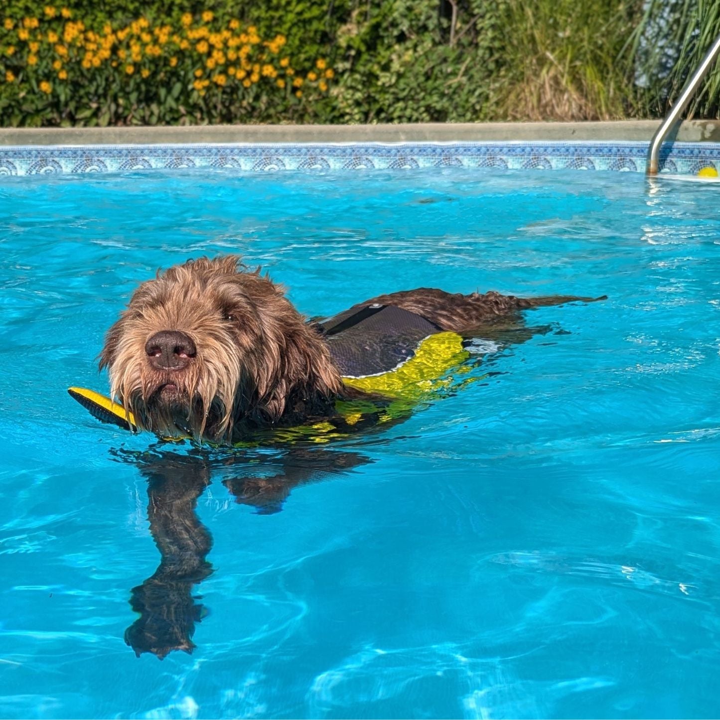 Gilet de sauvetage ajustable pour chien