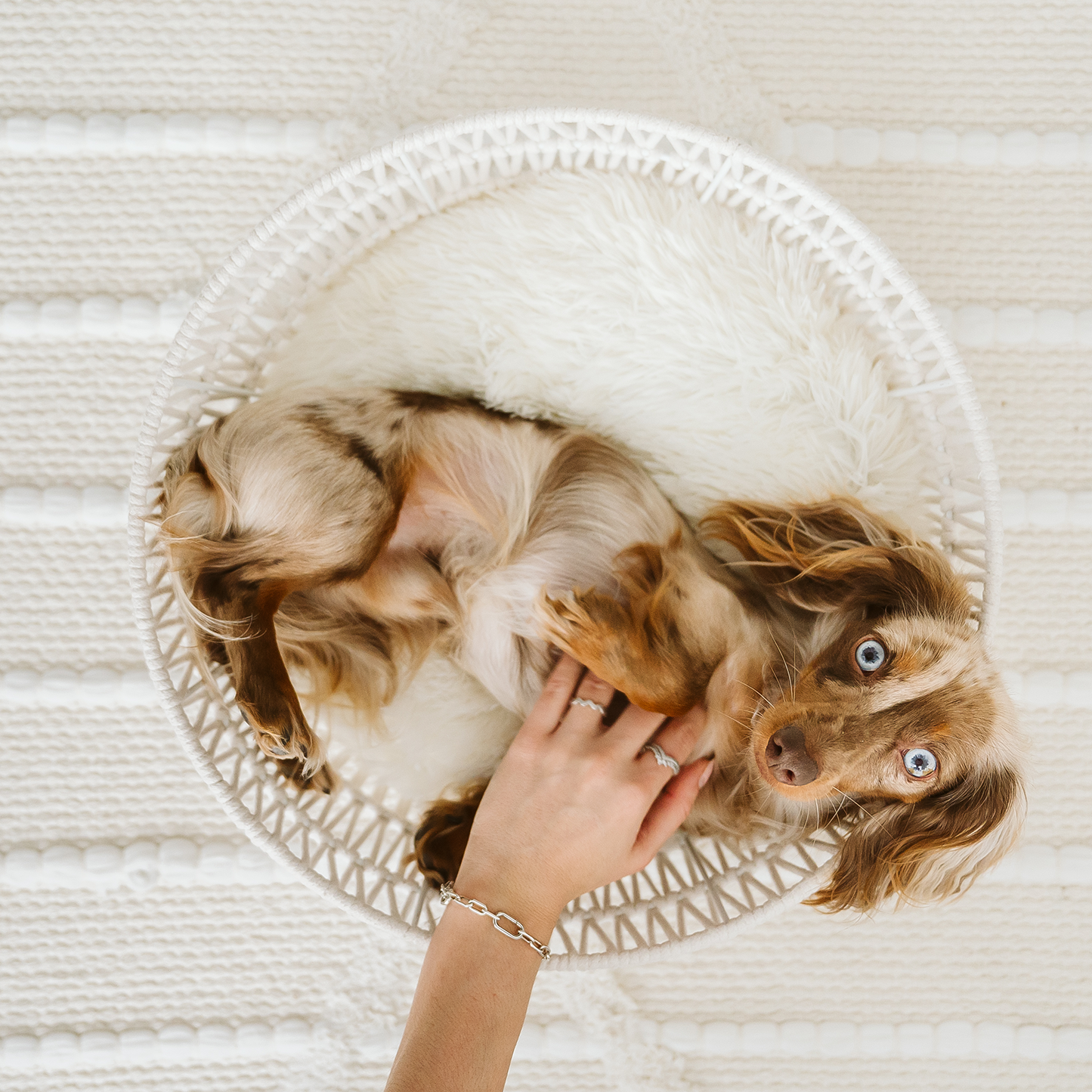 Rope basket for cats & small dogs