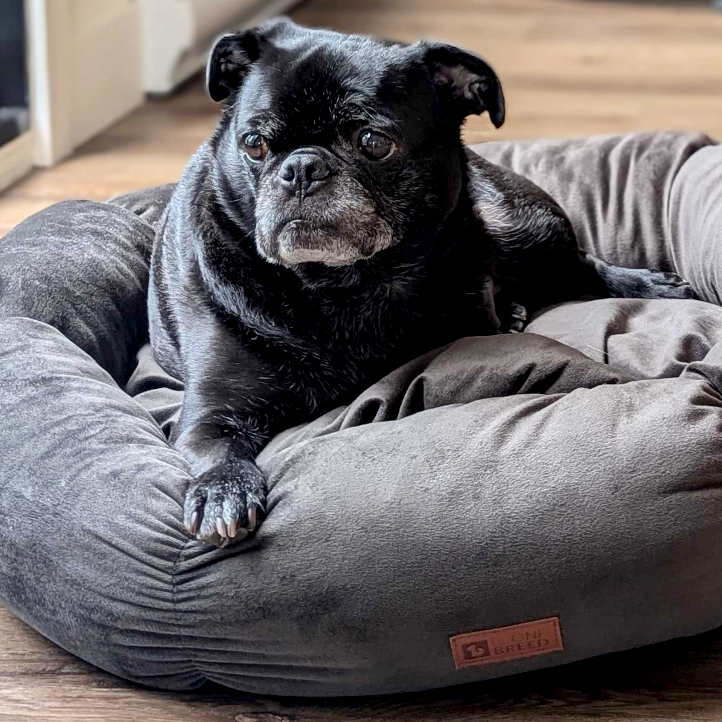 Lit douillet en velours pour chat et petit chien