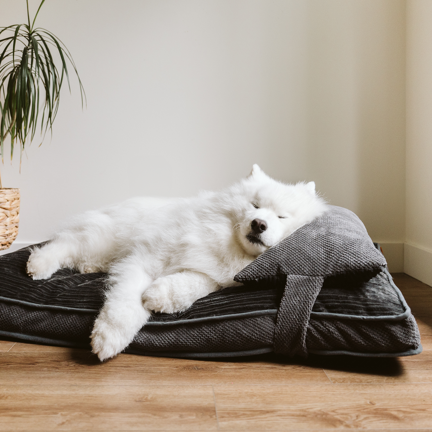 Memory foam dog dual comfort bed