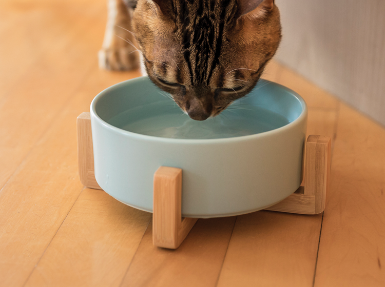 Ceramic bowl on wood pilotis for pet