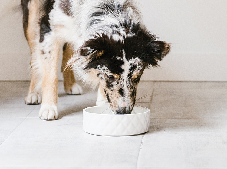 Ceramic bowl for pet, white