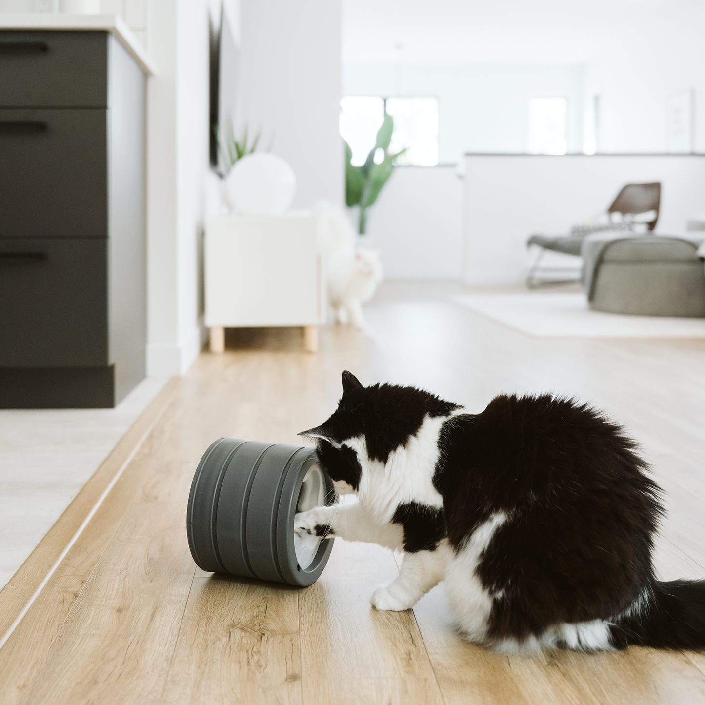 Intellikatt bol interactif primé pour chat