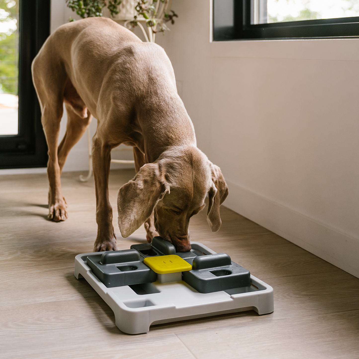 Pousse et trouve bol interactif pour chien