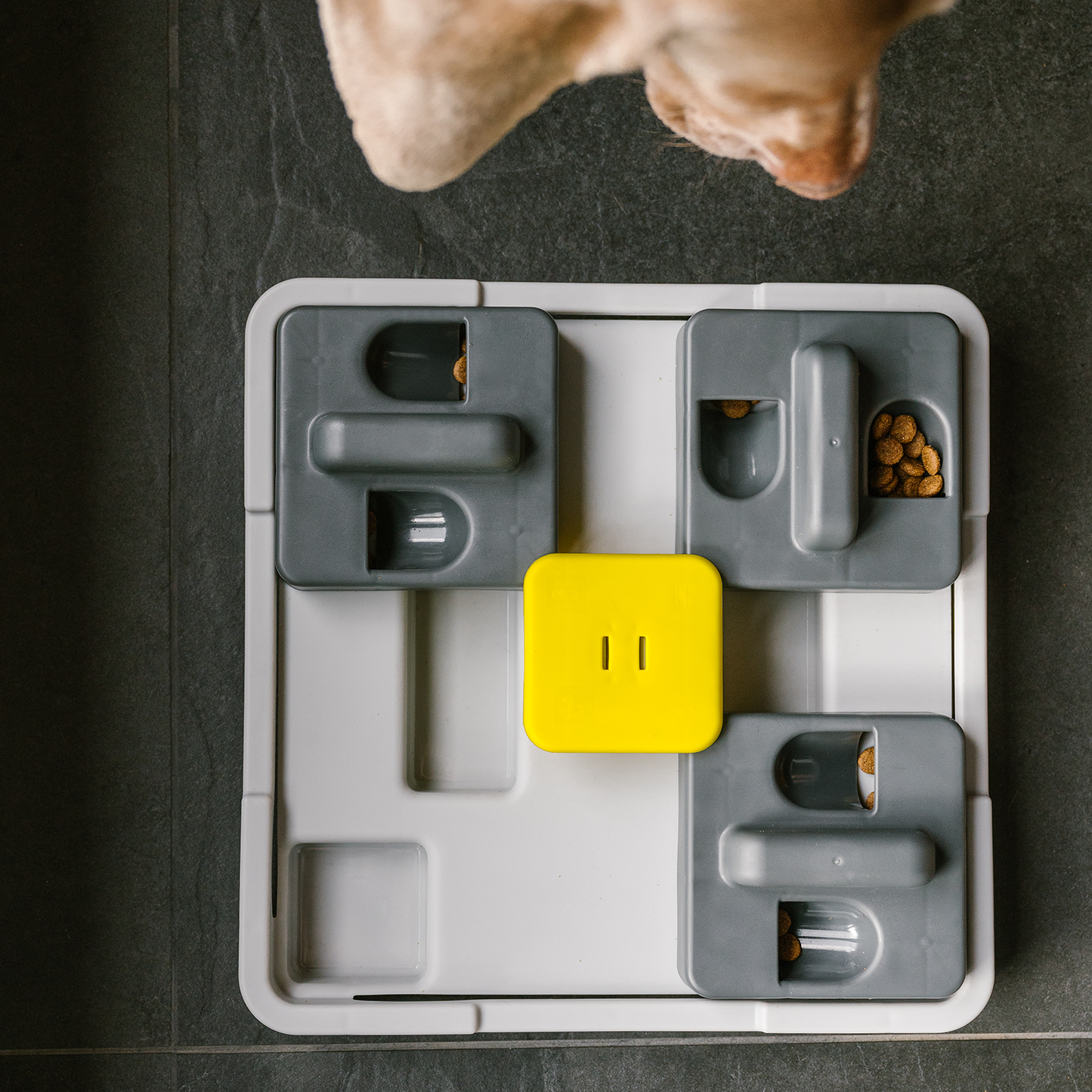 Pousse et trouve bol interactif pour chien