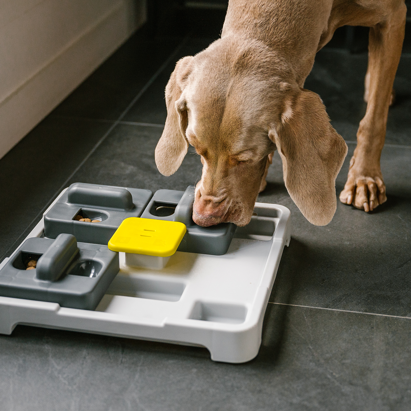 Pousse et trouve bol interactif pour chien