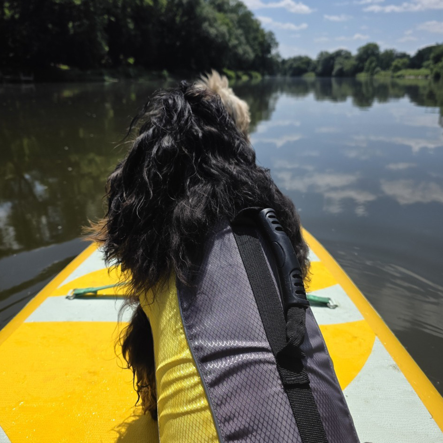 Dog life jacket
