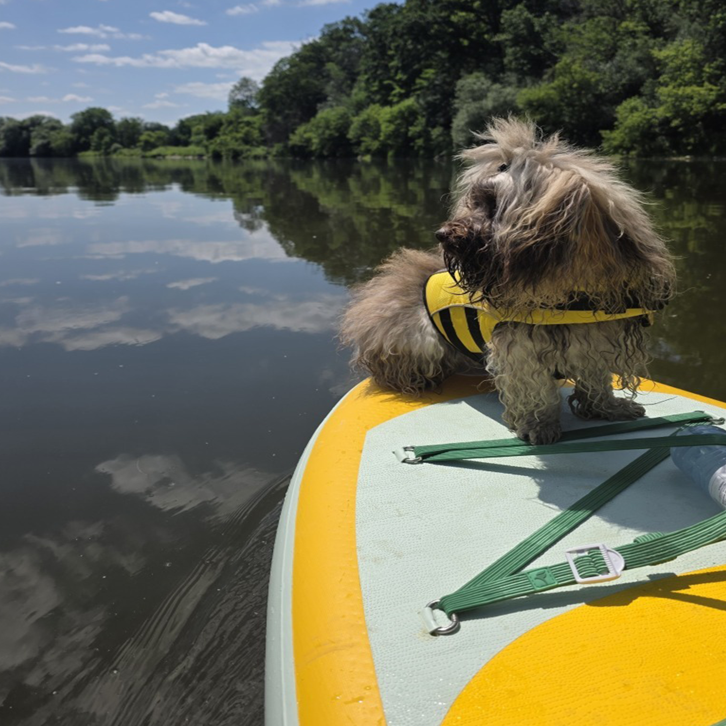 Dog life jacket