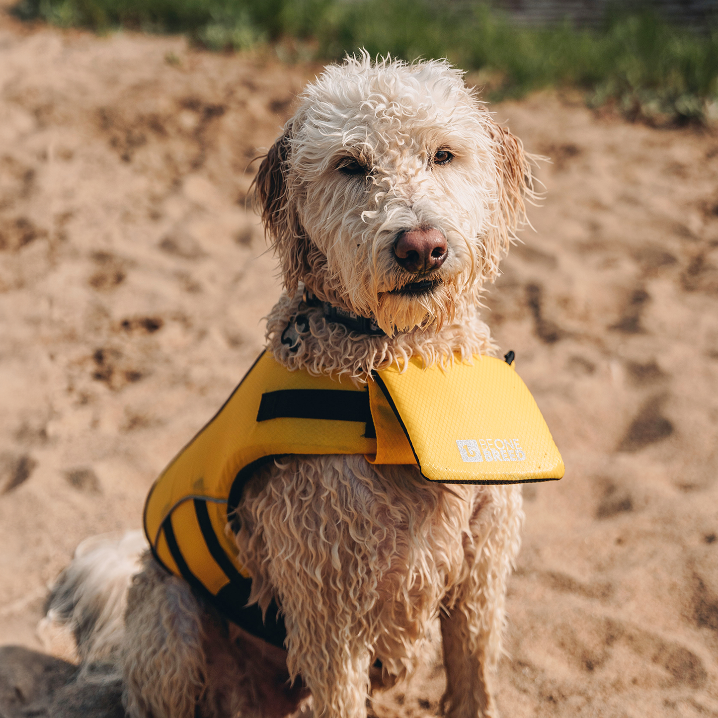 Dog life jacket