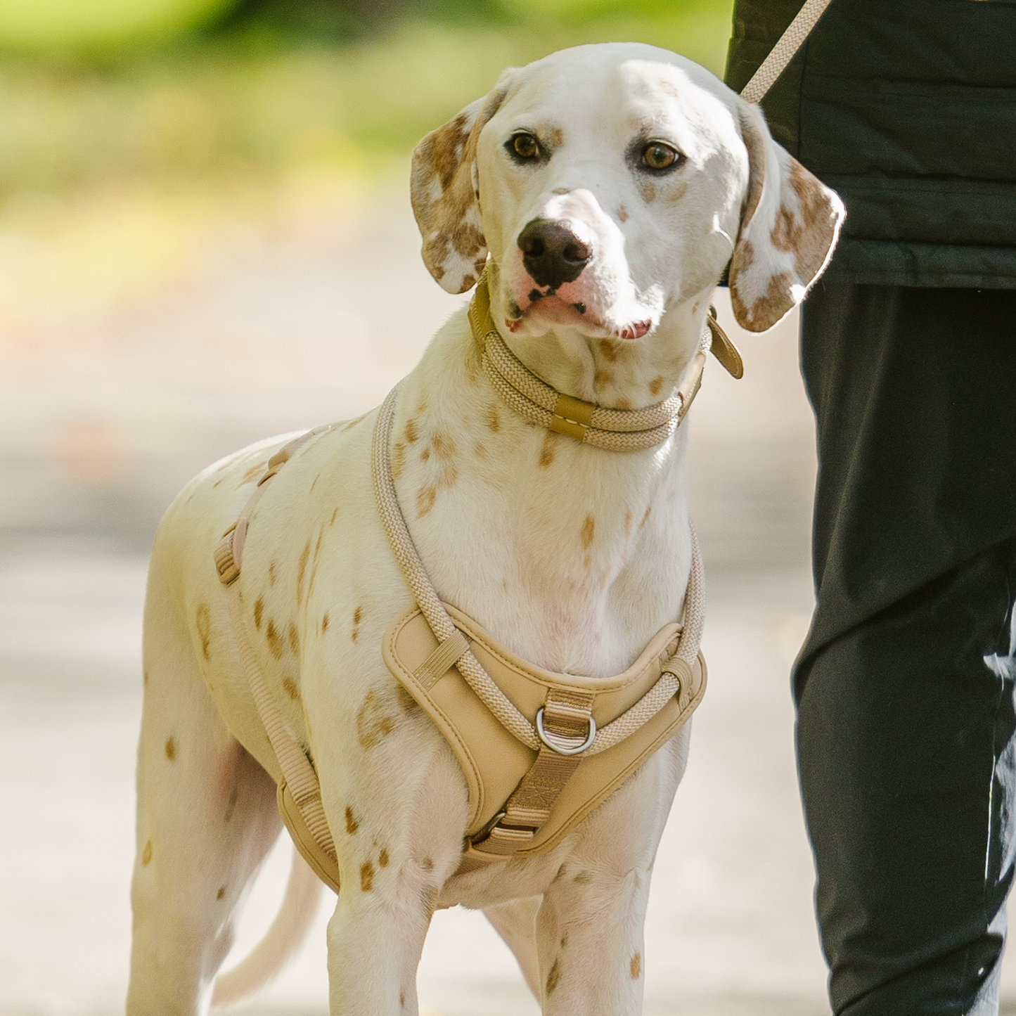 Harnais corde de luxe pour chien