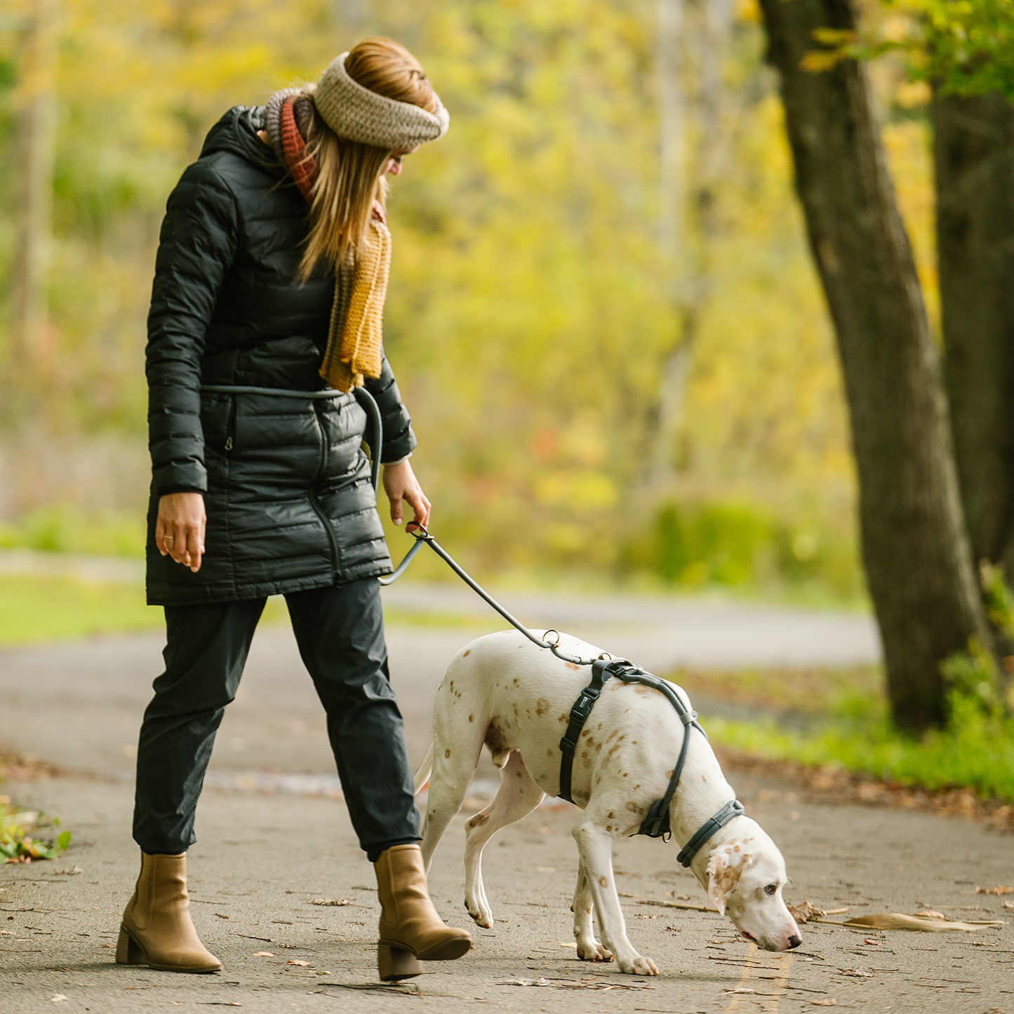 Harnais corde de luxe pour chien