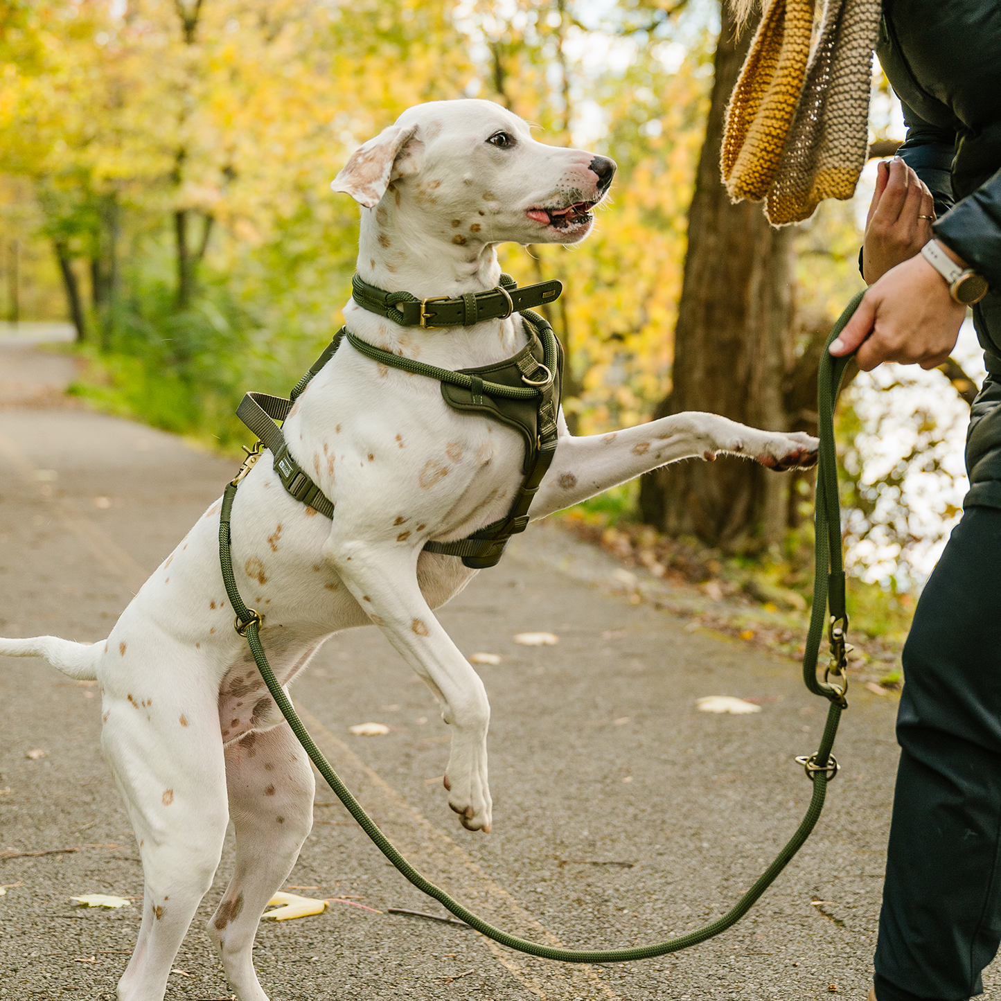 Harnais corde de luxe pour chien
