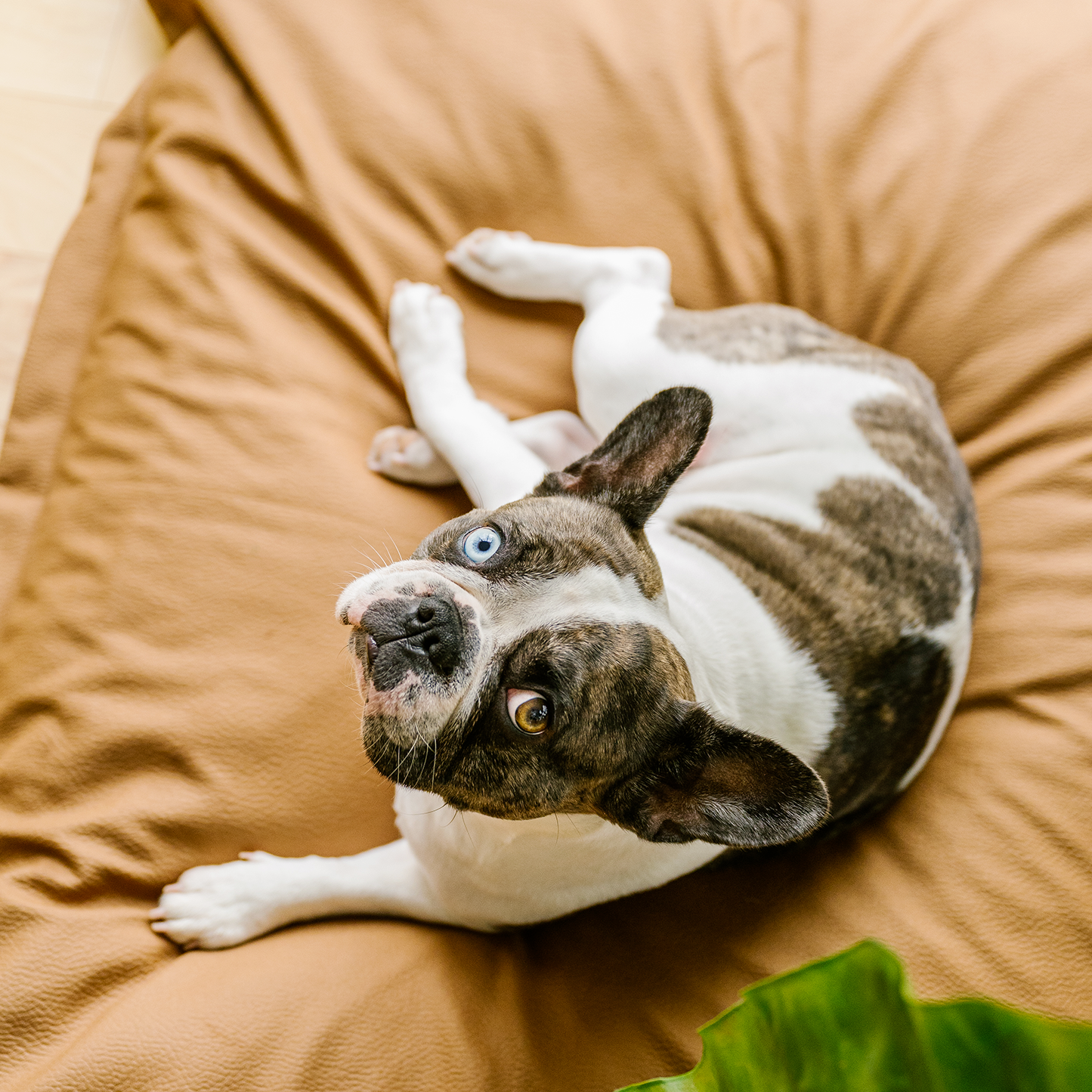 Coussin nuage en mousse mémoire pour chien, 2 tailles