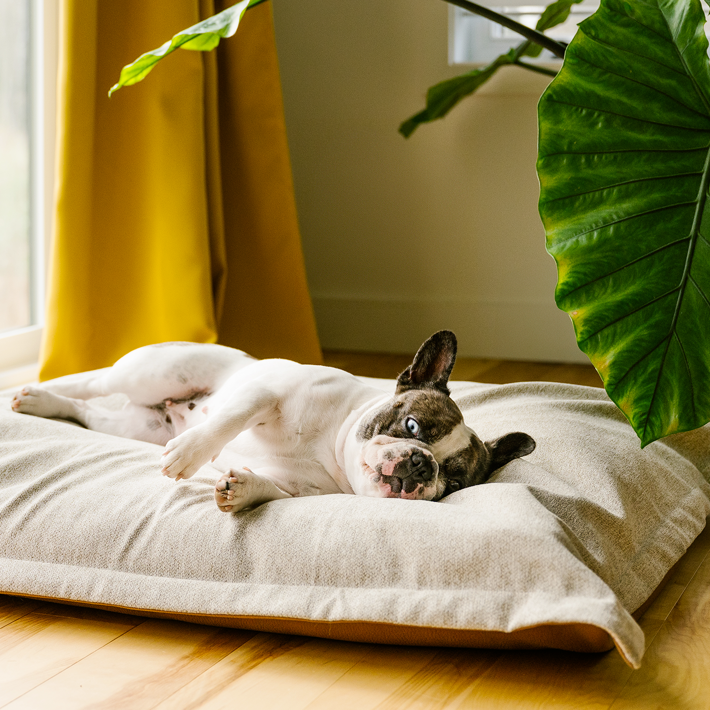 Coussin nuage en mousse mémoire pour chien, 2 tailles