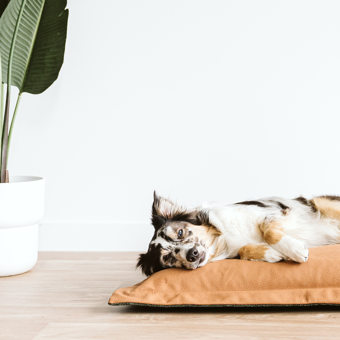 Coussin nuage en mousse mémoire pour chien, 2 tailles
