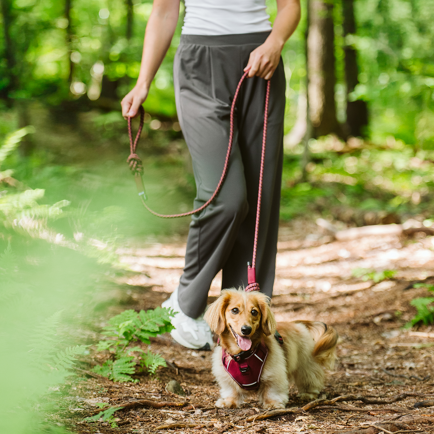 Harnais paracorde pour chien