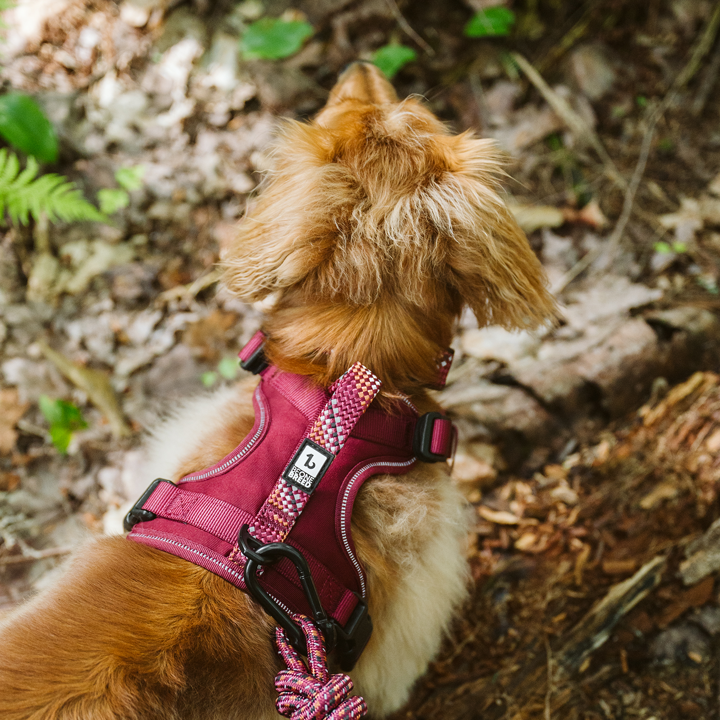 Harnais paracorde pour chien
