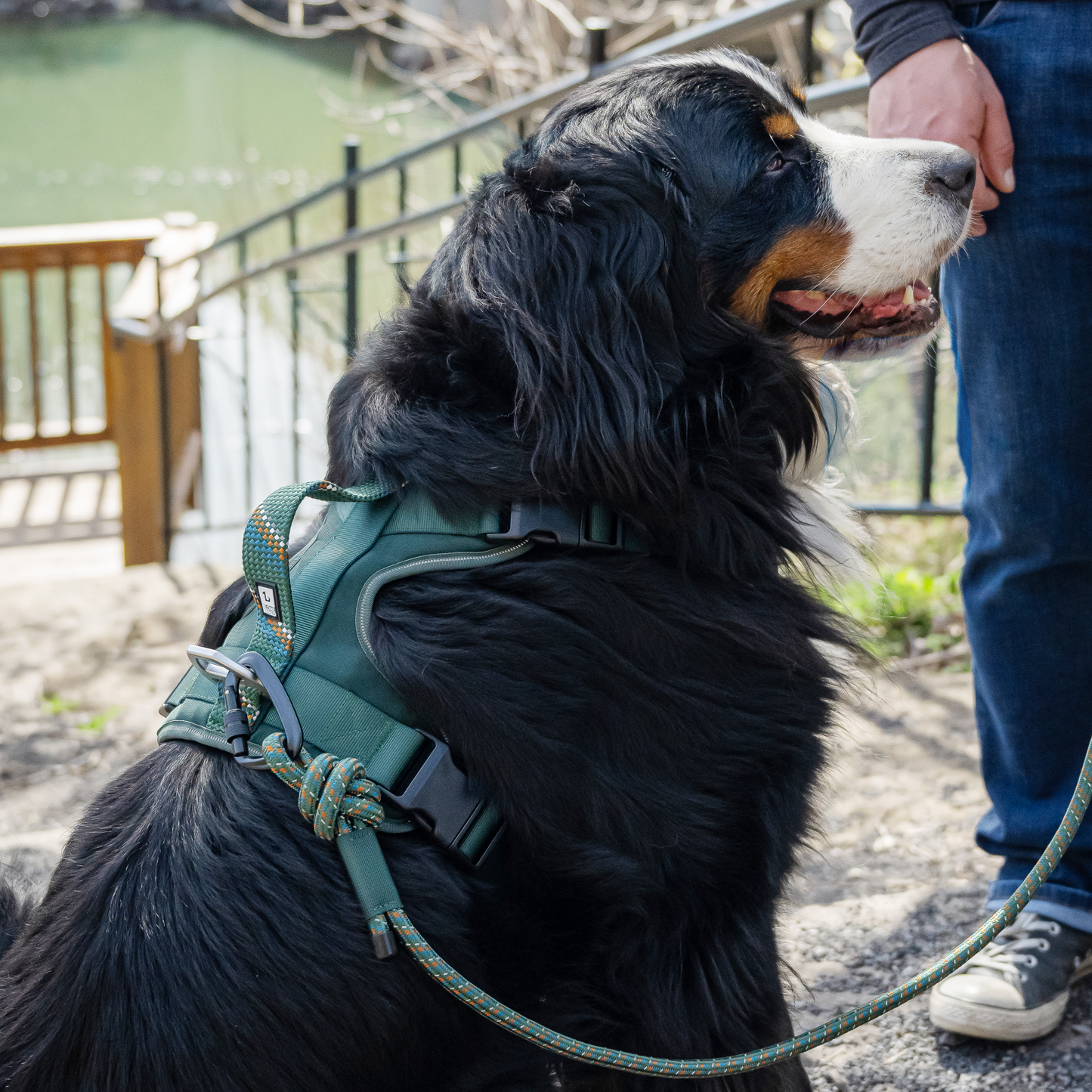 Harnais paracorde pour chien