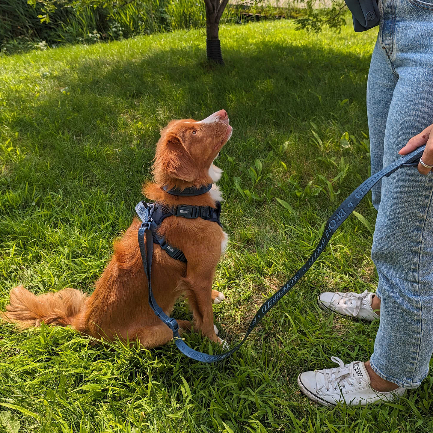 Adjustable nylon dog leash, teal