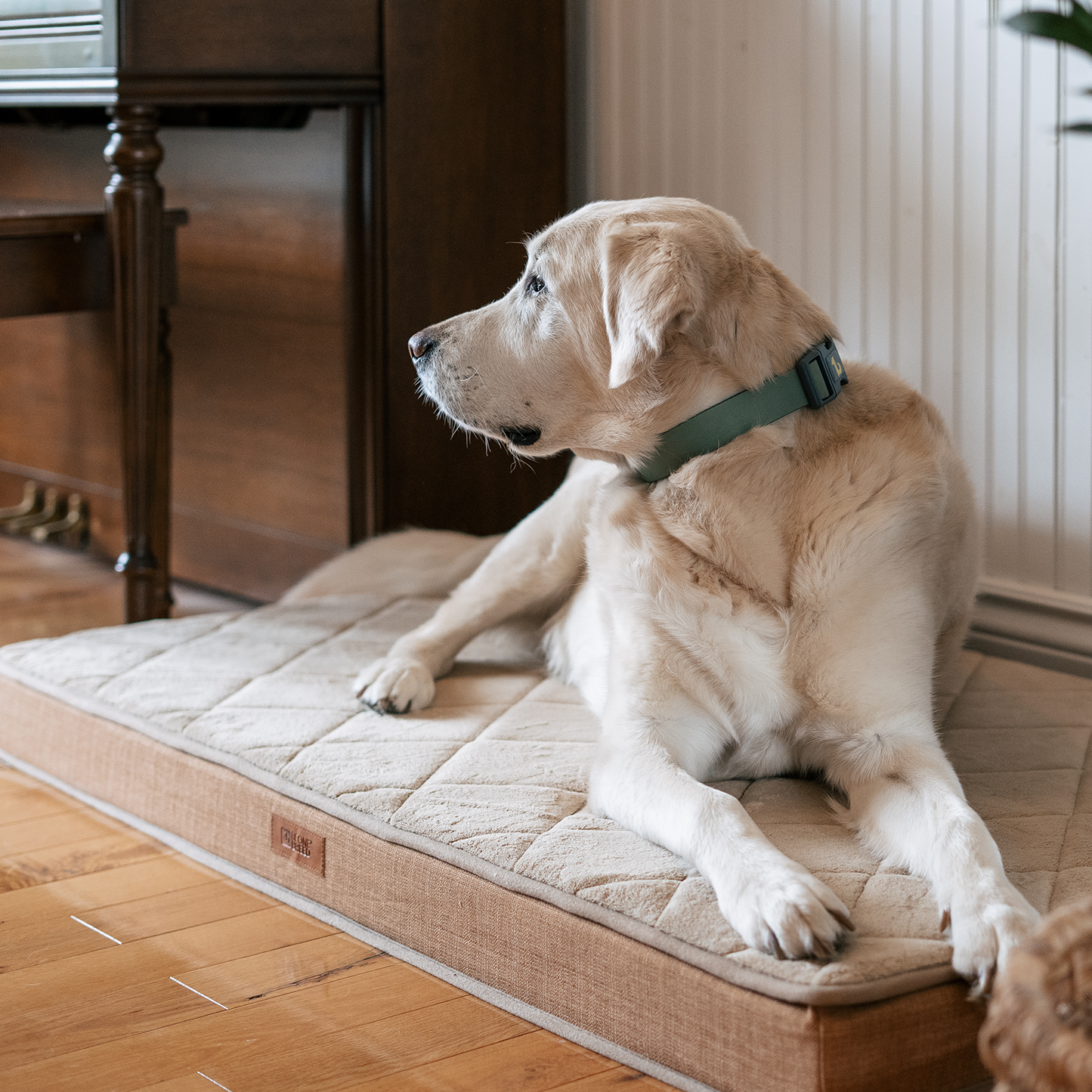 Orthopedic memory foam dog bed, beige