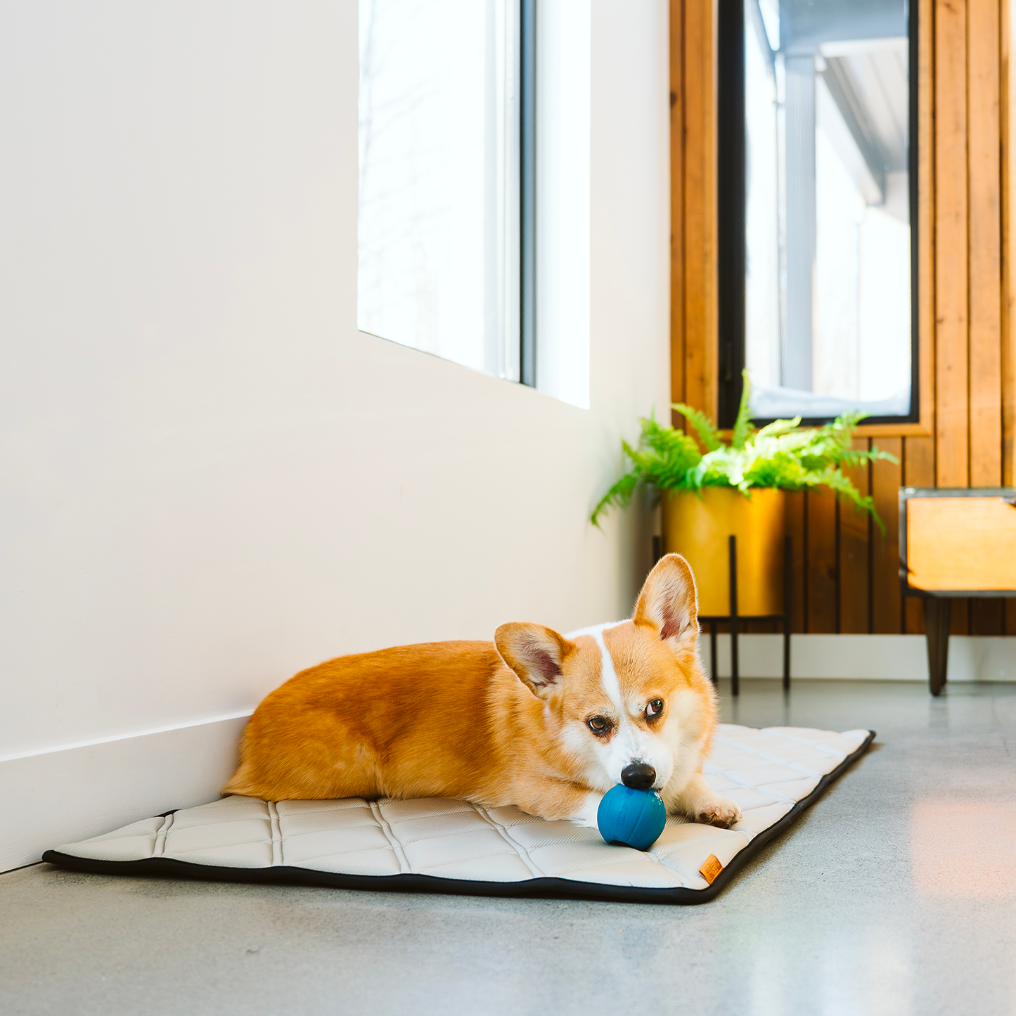 Refreshing crate mat for dog with memory foam