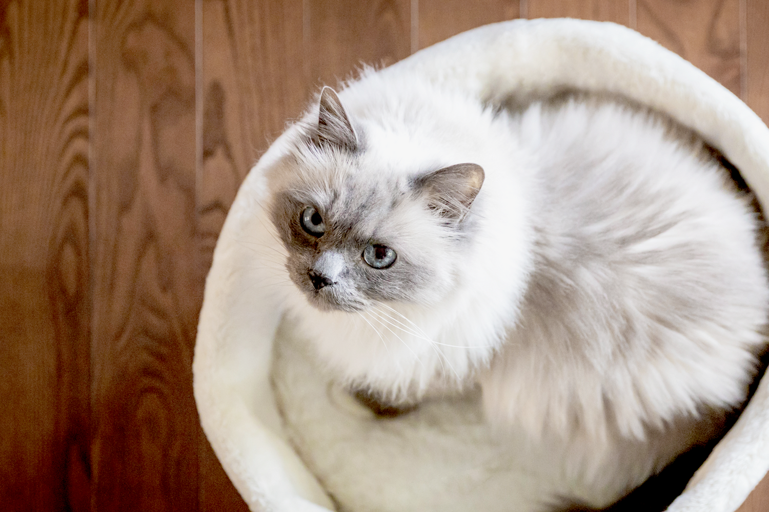 Linen basket bed for cat and small dog, beige