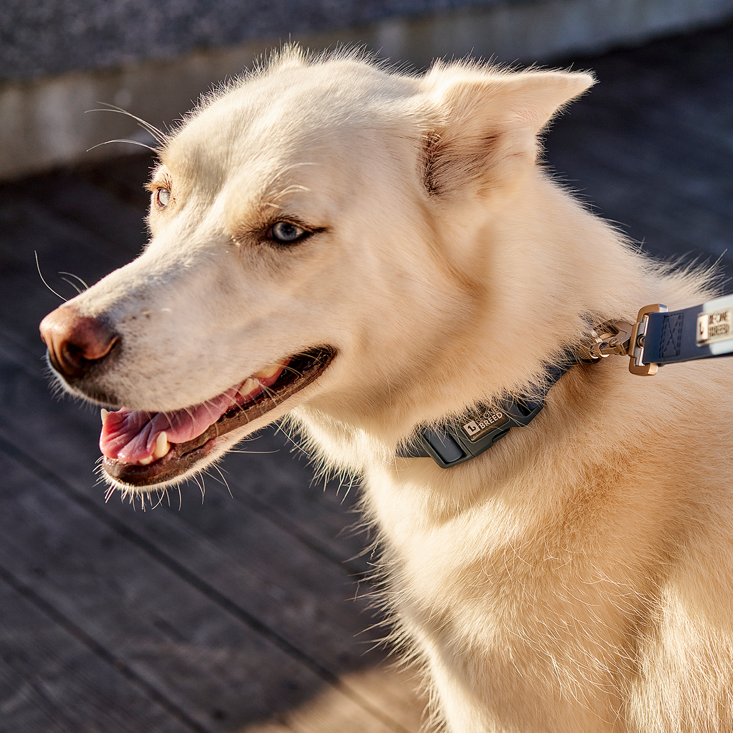 Collier en silicone anti-odeurs pour chien