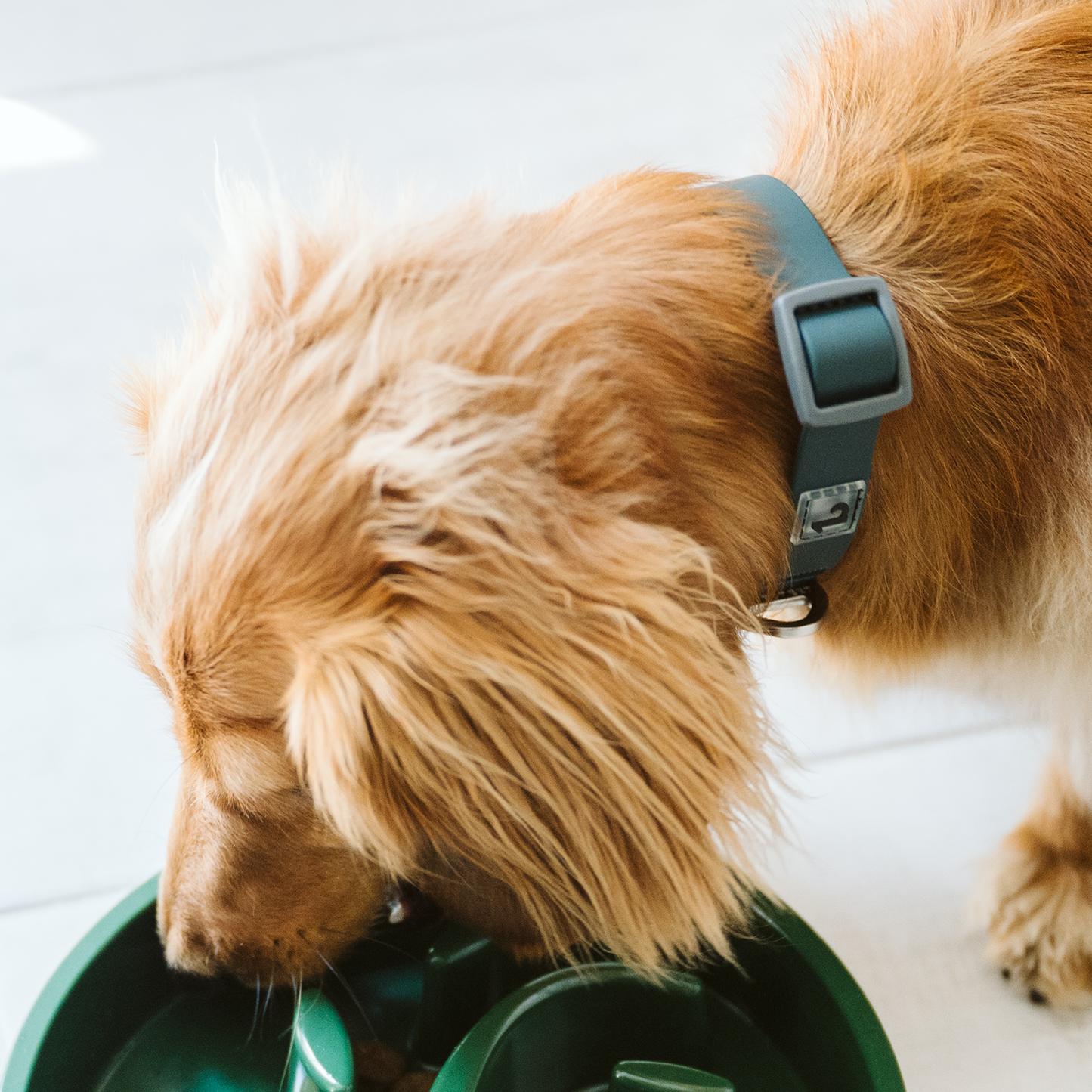 Collier en silicone anti-odeurs pour chien
