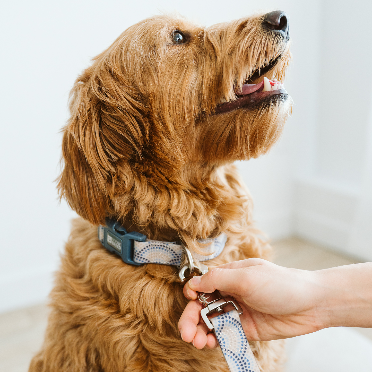 Collier en silicone anti-odeurs pour chien