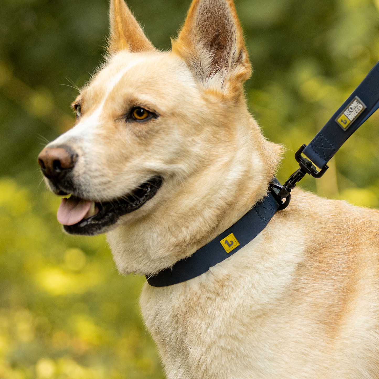 Silicone collar for dog, teal style