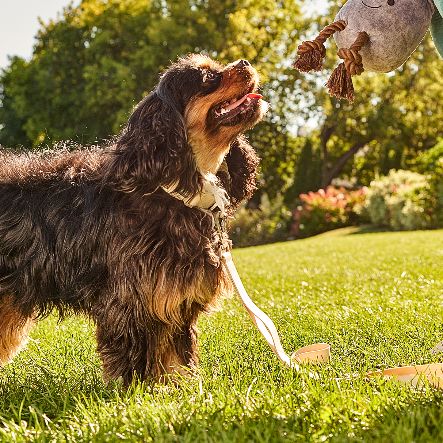 Laisse multifonction en silicone pour chien
