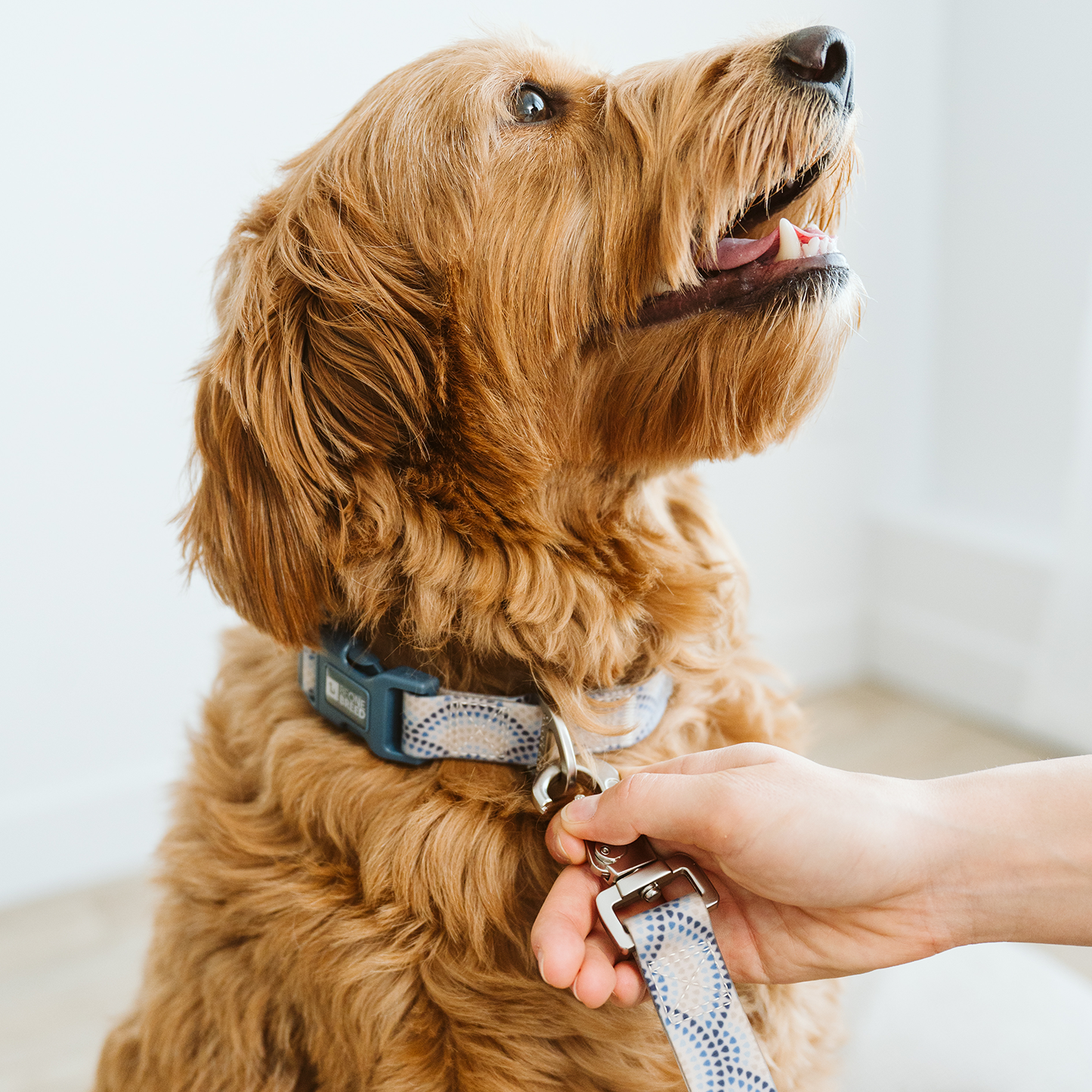 Laisse multifonction en silicone pour chien