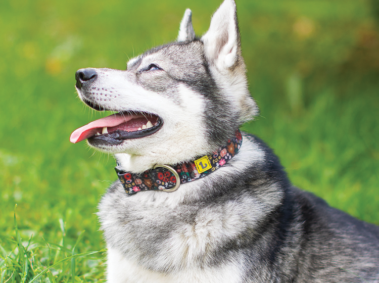 Silicone collar for dog