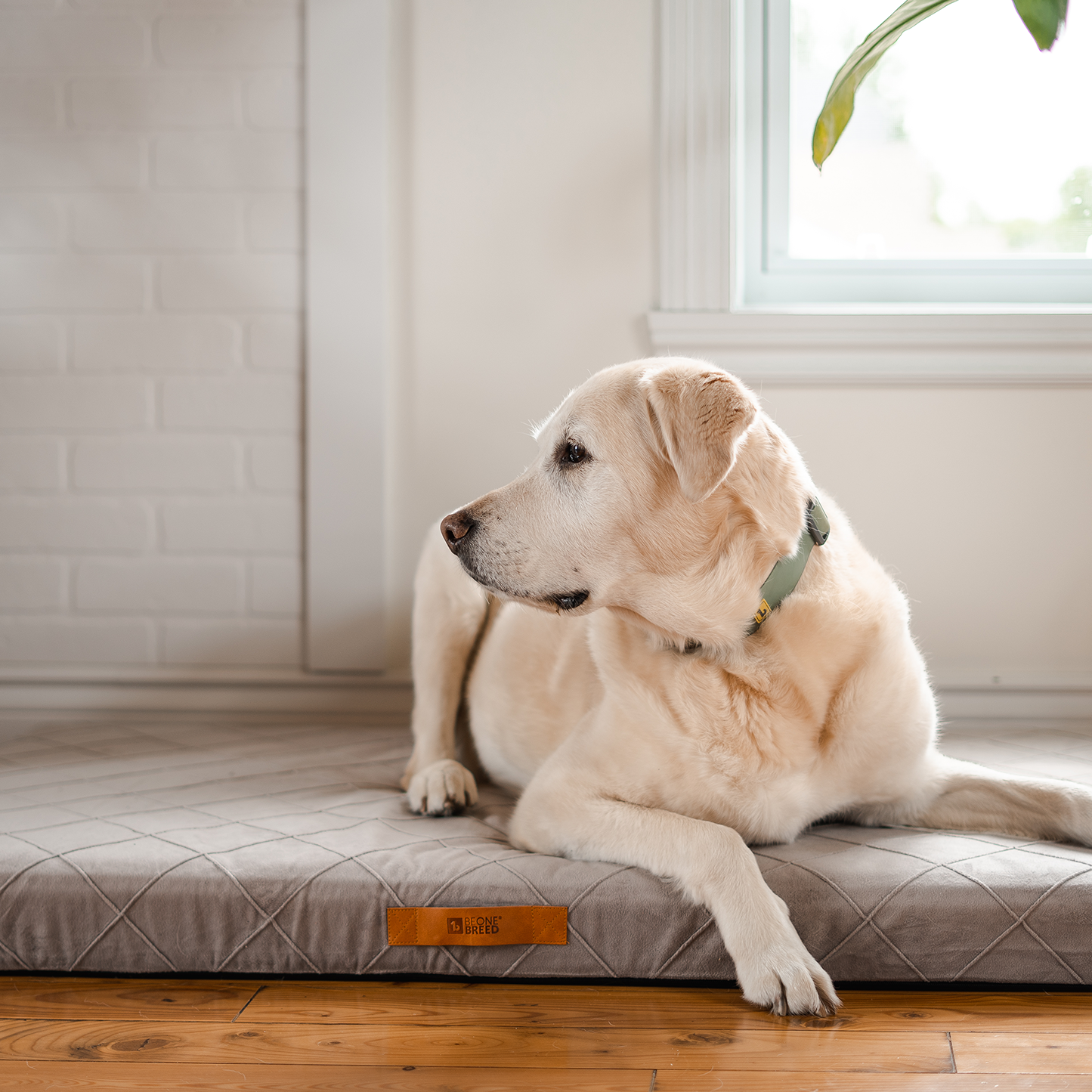 Supplementry sky dog bed cover