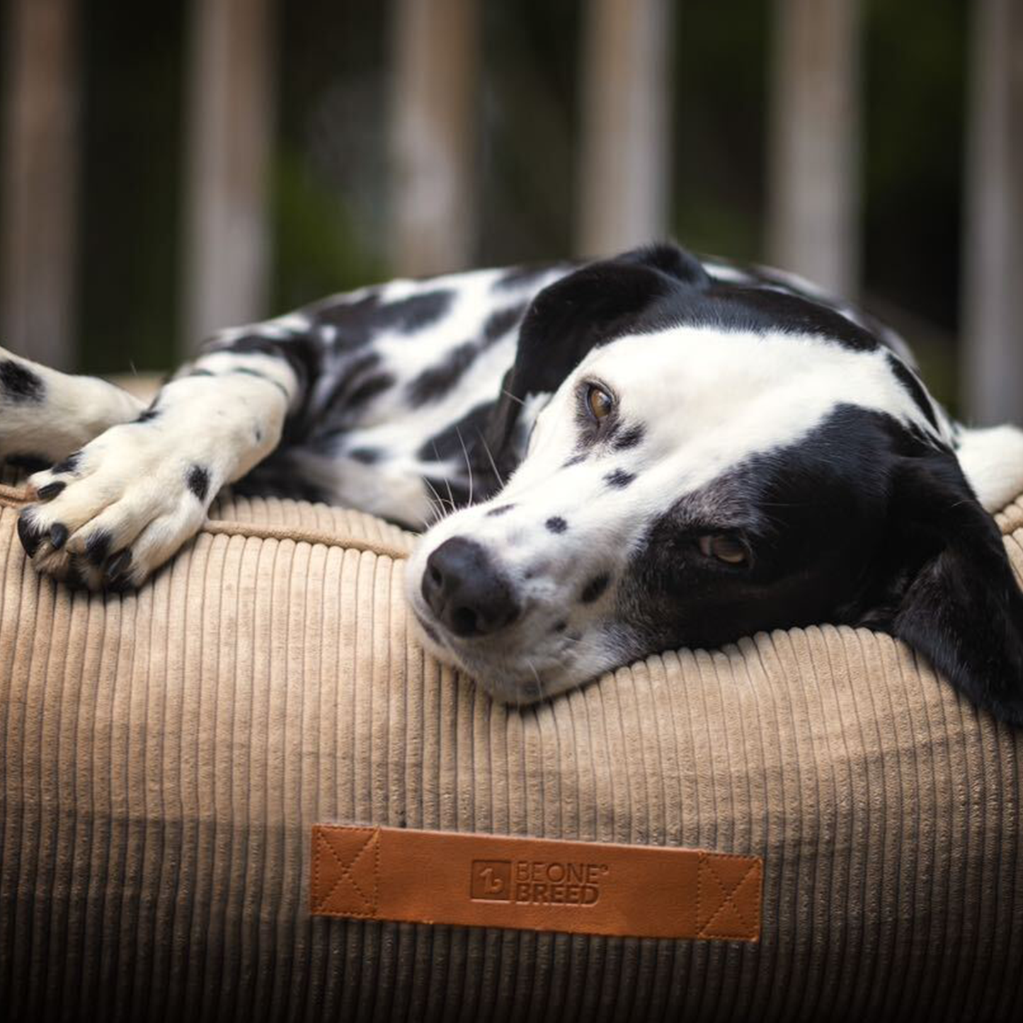 Memory foam dog bed with headrest, beige