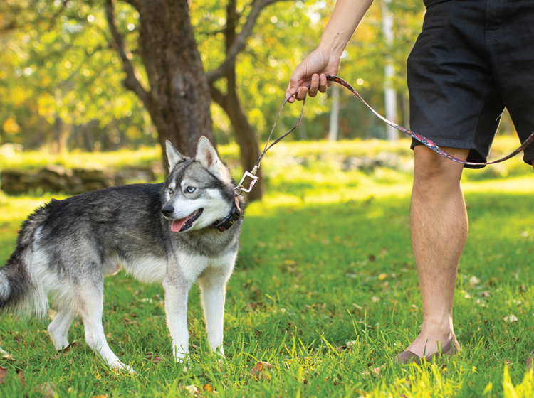 Silicone leash for dog